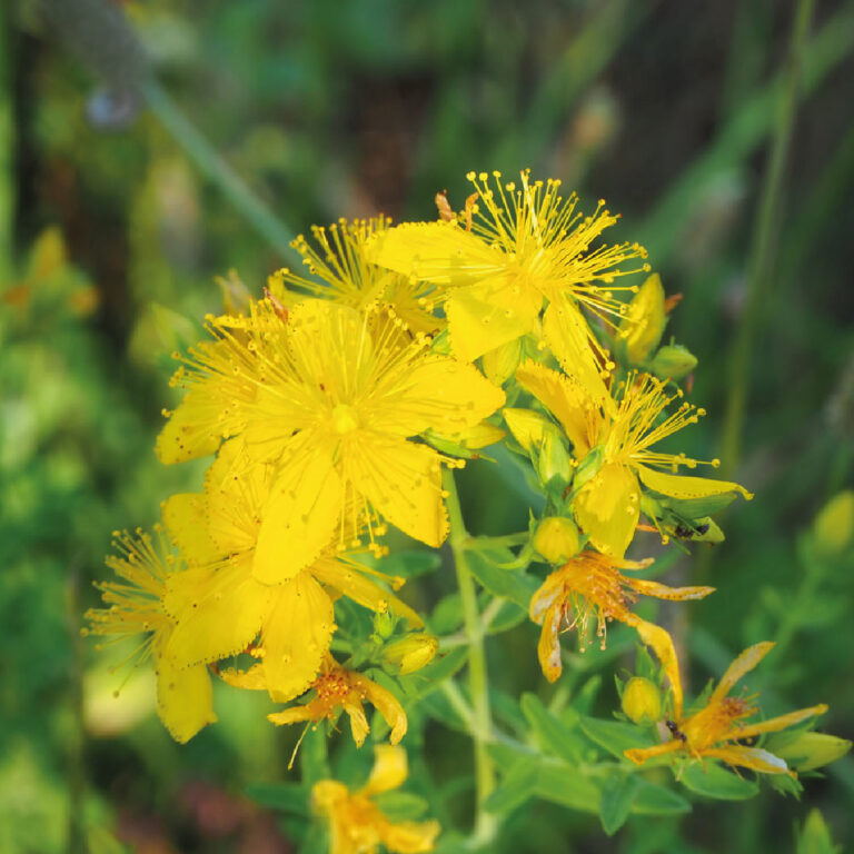 Hipericum Perforatum o Erba di San Giovanni