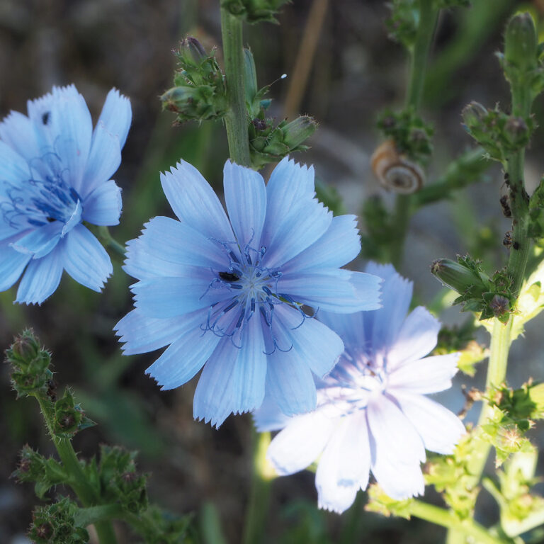 cichorium intrybus L. o Cicoria selvatica