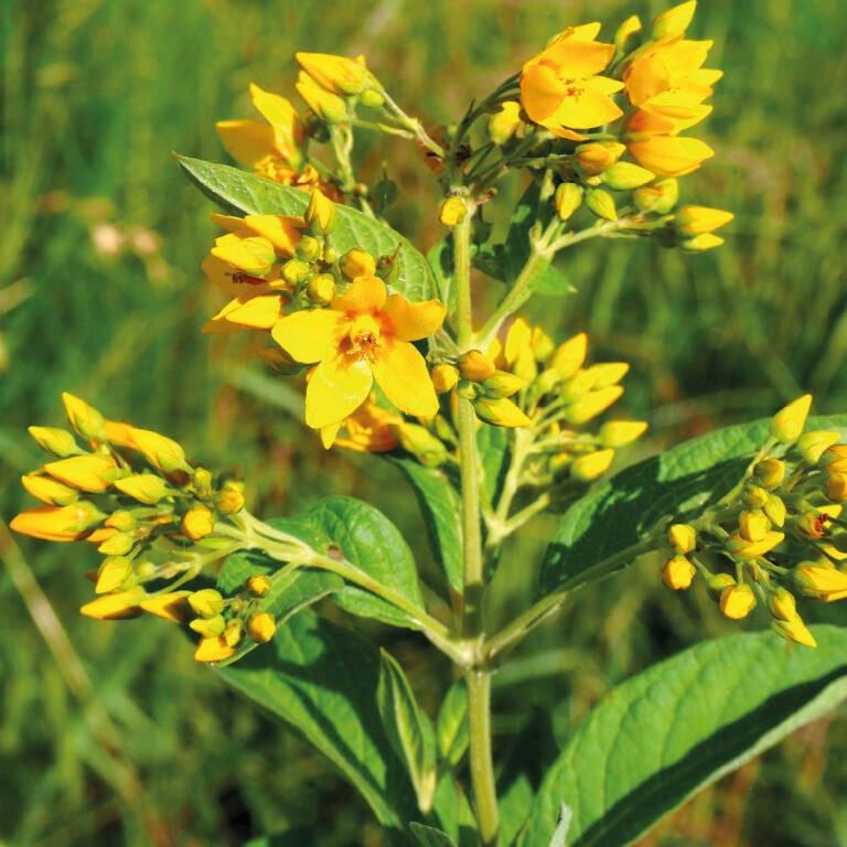 lisimachia vulgaris o Mazza d'oro