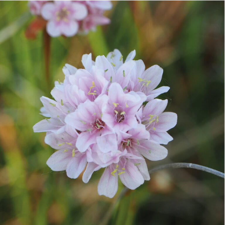 Armeria helodes