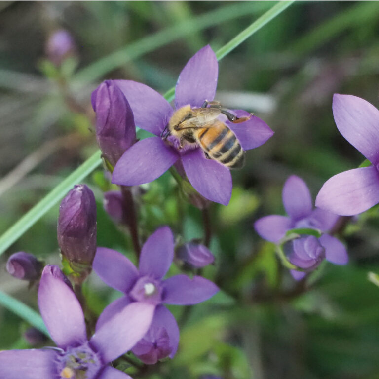 Genzianella pilosa