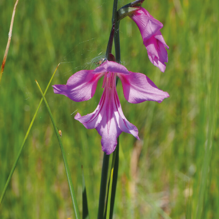 Gladiolo palustris