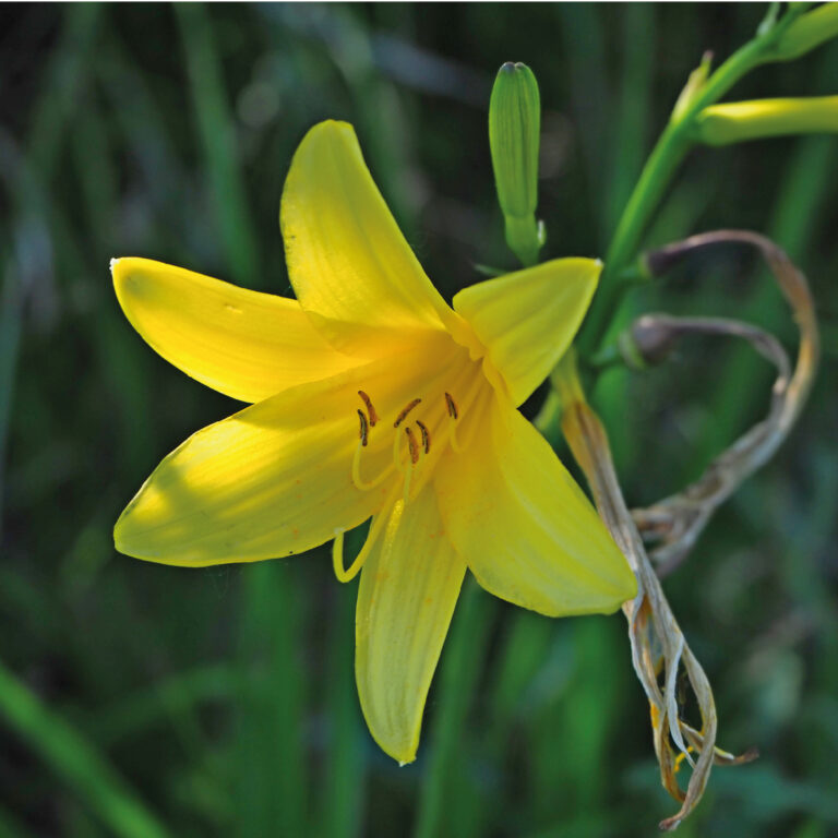 Hemerocallis lilio-asphodelus