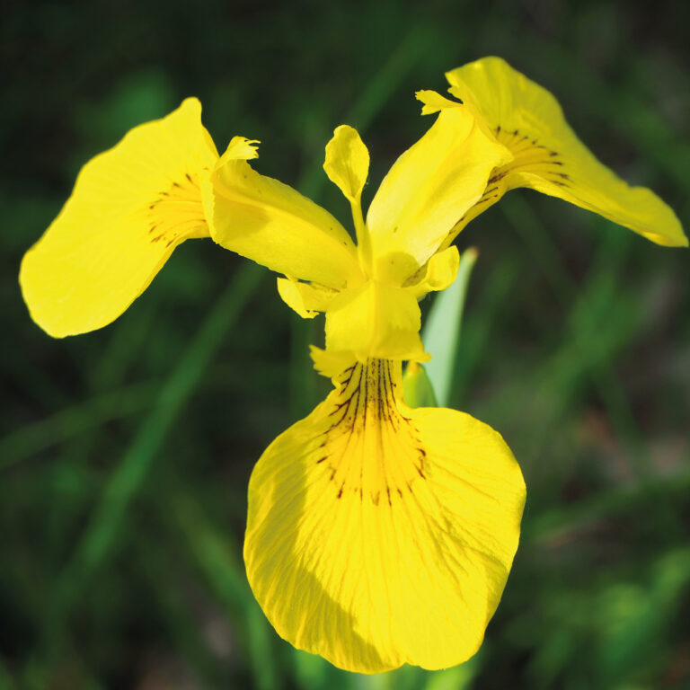 Iris pseudocorus L.