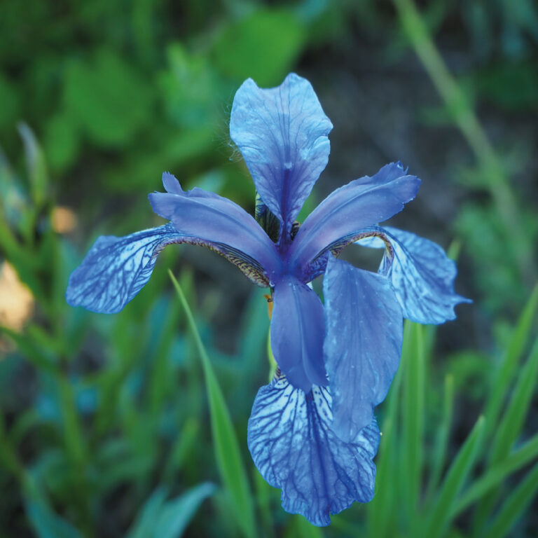 Iris sibirica